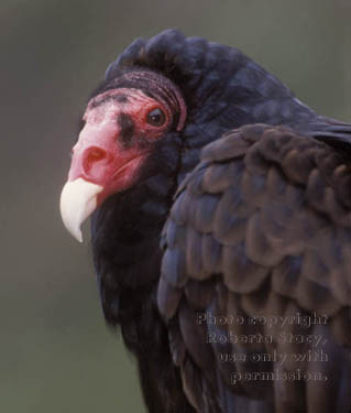 turkey vulture, close-up