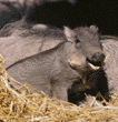 warthog (wart hog) baby