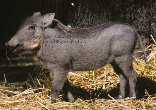 warthog (wart hog) baby