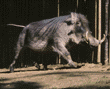 warthog (wart hog) father