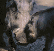 warthog mother and baby
