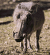 wart hog (warthog)