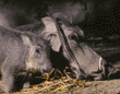 warthog (wart hog) baby & mother