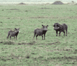 warthogs (wart hogs) Tanzania (East Africa)