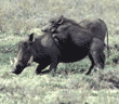 warthog baby with adult Tanzania (East Africa)