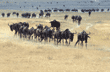 wildebeests on the run Ngorongoro Crater
