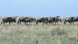 migrating wildebeests and zebras