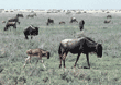 baby wildebeest walking behind its mother