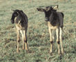 wildebeest calves Tanzania (East Africa)