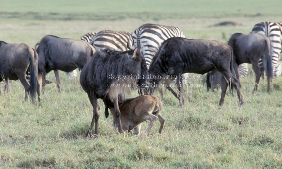 wildebeest feeding her baby
