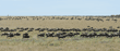 many walking wildebeests