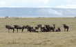 wildebeest group