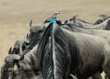lilac-breasted roller perched on wildebeest