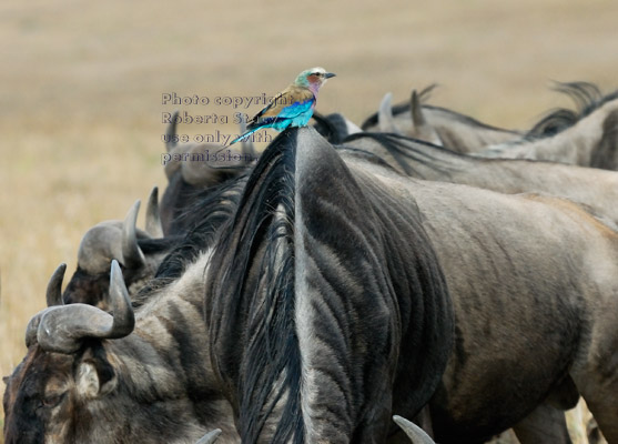 lilac-breasted roller perched on wildebeest