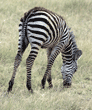 common zebra Tanzania East Africa