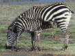 mother zebra eating while nursing her baby