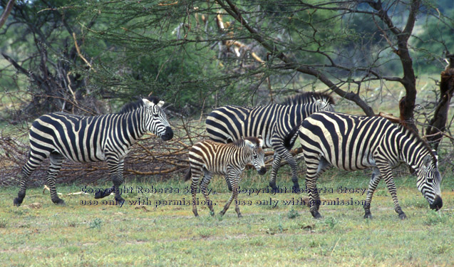 baby zebra and three adults Tanzania (East Africa)