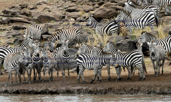 group of common zebras standing at river's edge